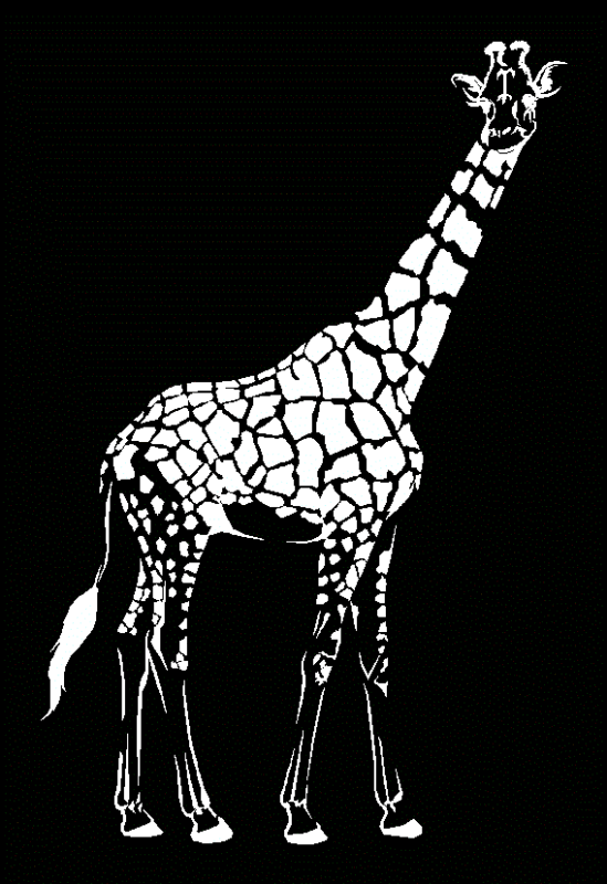 2d female giraffe