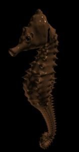 3d animals – fish