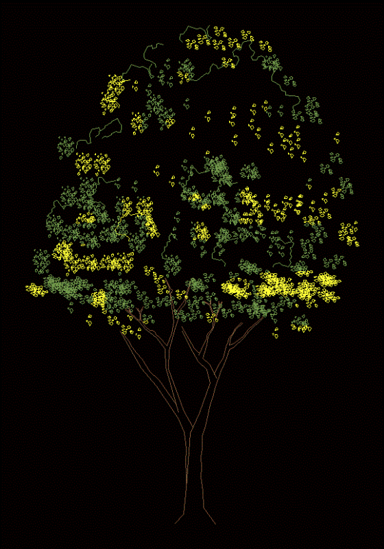 Acacia Tree 2D DWG Elevation for AutoCAD