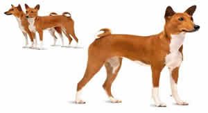 Basenji dog