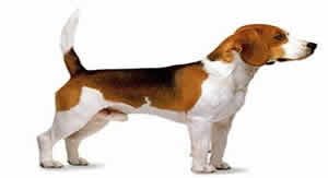 Beagle dog