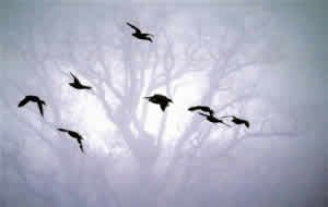 Birds
