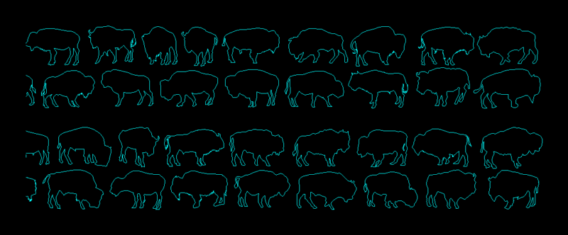 Bison