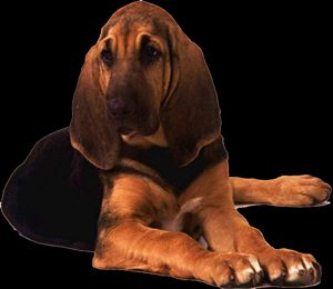 Bloodhound dog