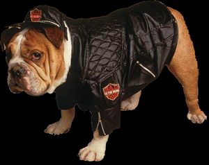 Bulldog