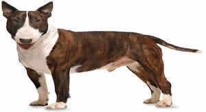 Bulter dog