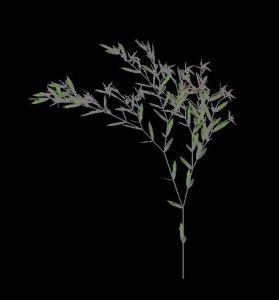 Pomegranate Plant 3D DWG Model for AutoCAD