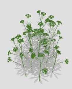 Onion Plant with Flowers 3D MAX Model for 3D Studio Max
