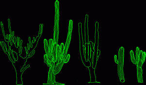 Desert Cactus 2D DWG Block for AutoCAD