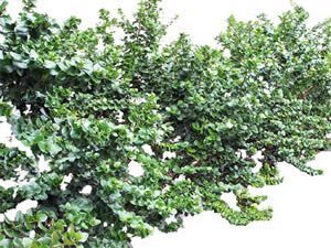 Carisssa Shrub Renders Picture 2D BMP Graphics Graphics