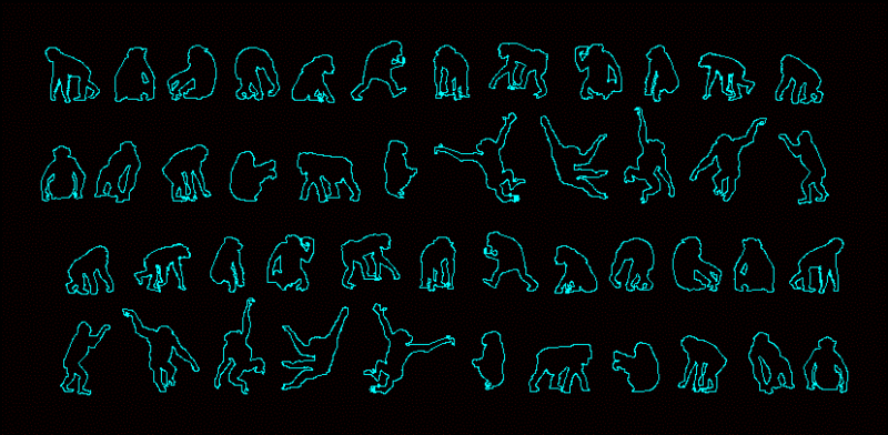 Chimpanzees 2d