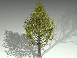 Coniferous Tree 3D DWG Model for AutoCAD