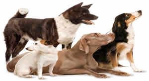 Dogs