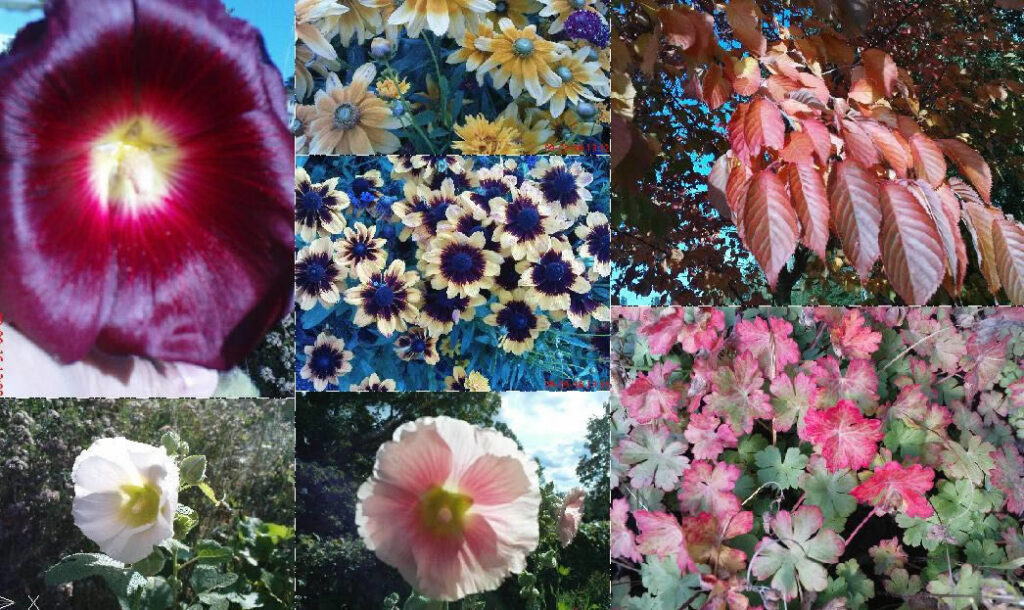 Flowers And Vegetation 2D BMP Graphics Graphics