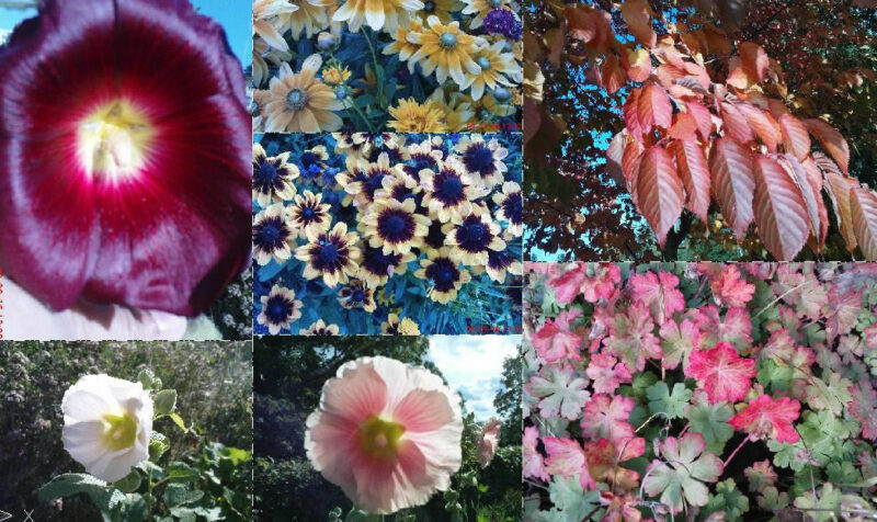 Flowers And Vegetation 2D BMP Graphics Graphics