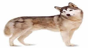 Husky dog