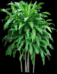 Interior Plant – Picture For Renders 2D BMP Graphics Graphics