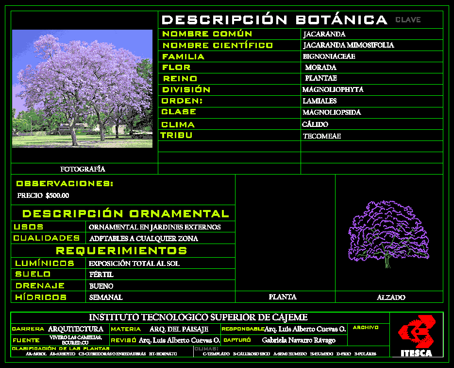 Jacaranda Mimosifolia 2D DWG Plan for AutoCAD • Designs CAD