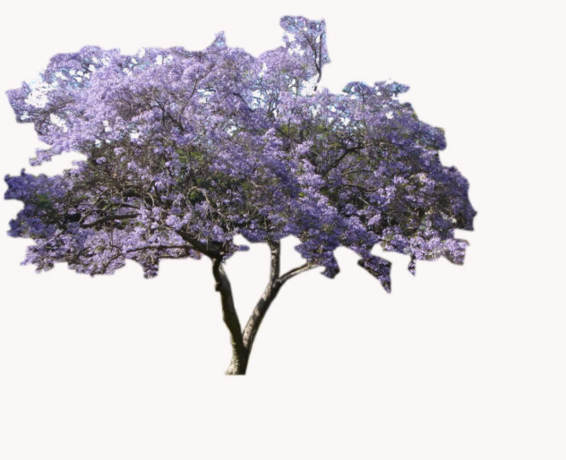 Jacaranda Tree 2D BMP Graphics Graphics