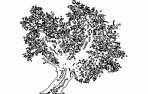 Ash Tree 2D DWG Elevation for AutoCAD