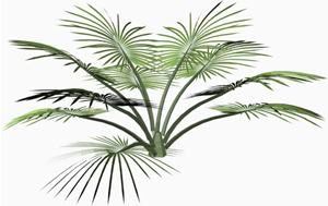 Needle Palm Tree 3DS Model for 3D Studio Max