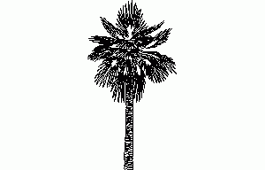 Sugar Palm Tree 2D DWG Elevation for AutoCAD