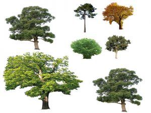 Photoshop Trees 2D BMP Graphics Graphics • Designs CAD