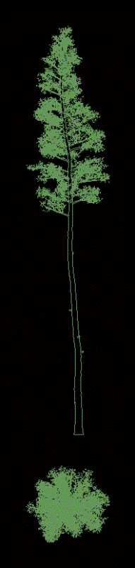 Pine Tree 2D DWG Block for AutoCAD