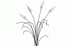 Fountain Grass 2D DWG Elevation for AutoCAD