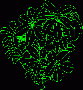 Pseudopanax Lessonii Tree 2D DWG Block for AutoCAD