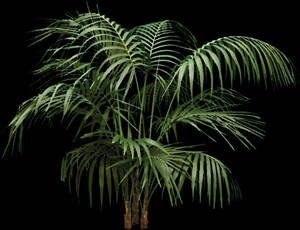 Planta – Picture For Renders 2D BMP Graphics Graphics