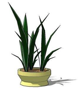 Indoor Snake Plant 3D SKP Full Project for SketchUp