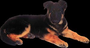 Puppy
