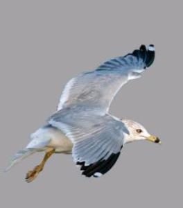 Seagull