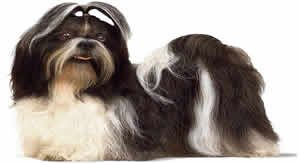 Shihzu