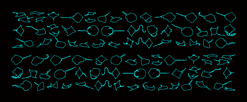 Stingrays