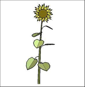 Sunflower Plant 3D SKP Model for SketchUp