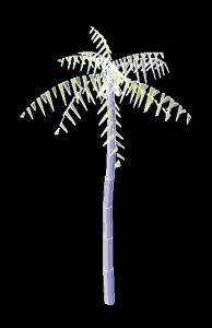 Betel Palm Tree 3D MAX Model for 3D Studio Max