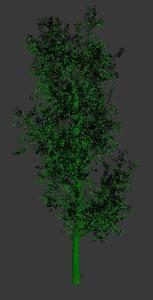 Pyramidal English Oak Tree 3DS Model for 3D Studio Max