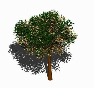 Field Maple Tree 3D DWG Model for AutoCAD