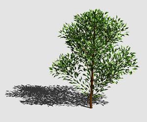 Grey Willow Shrub 3D DWG Model for AutoCAD