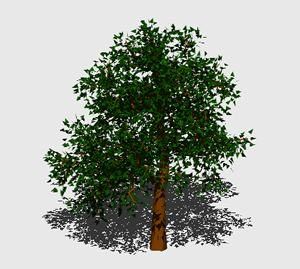 Elm Tree 3D DWG Model for AutoCAD