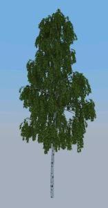 Ashoka Tree 3D MAX Model for 3D Studio Max