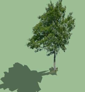 Birch Tree 3D SKP Model for SketchUp