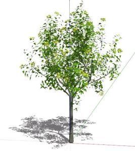 Blaze Maple Tree 3D SKP Model for SketchUp
