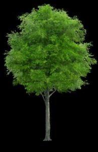 Full Green Deciduous Tree PNG Elevation