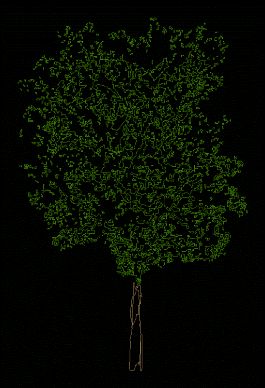 Crack Willow Tree 2D DWG Elevation for AutoCAD