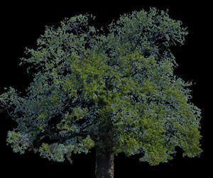 Tree Drunk Wood 2D BMP Graphics Graphics