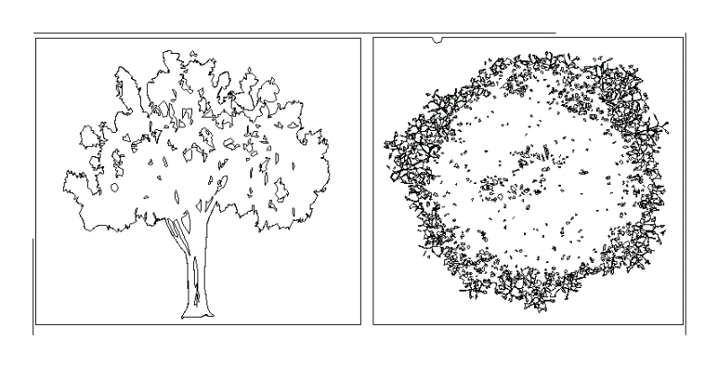 Walnut Tree 2D DWG Block for AutoCAD