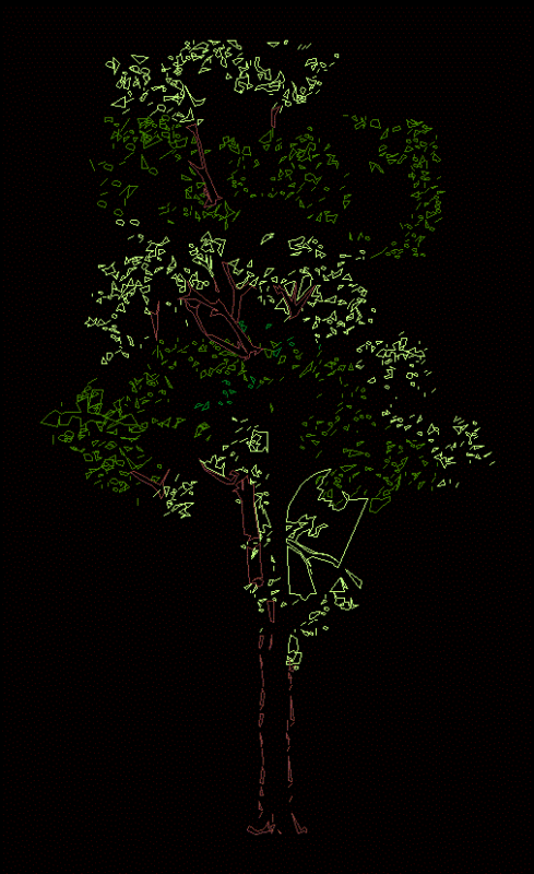 Desert Bloodwood Tree 2D DWG Elevation for AutoCAD